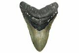 Fossil Megalodon Tooth - North Carolina #352408-1